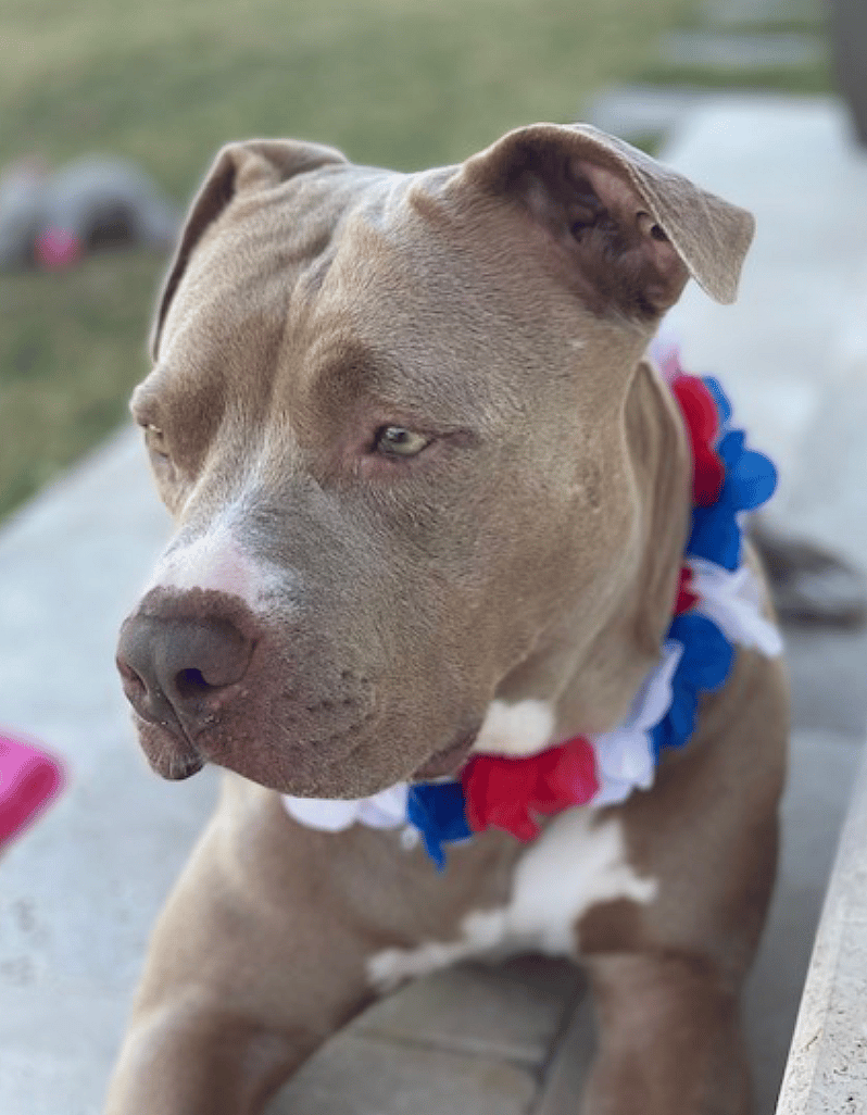 Ruby up for Adoption